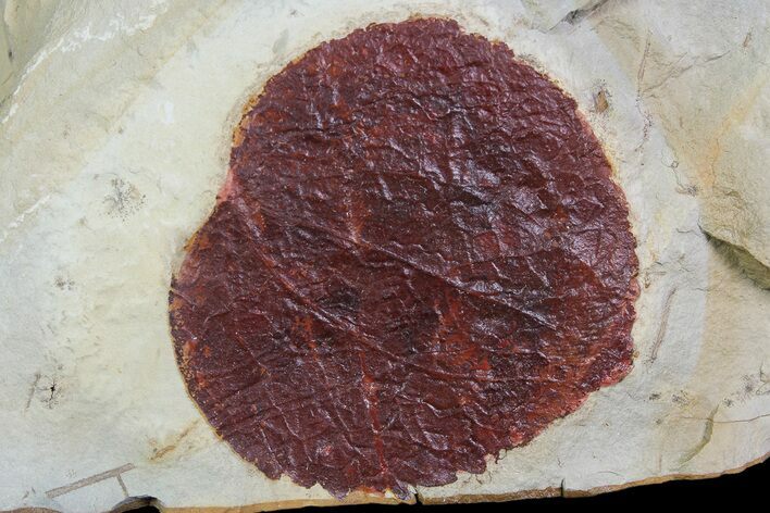 Detailed Fossil Leaf (Davidia) - Montana #92593